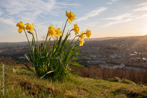 yellow flowers in the mountains