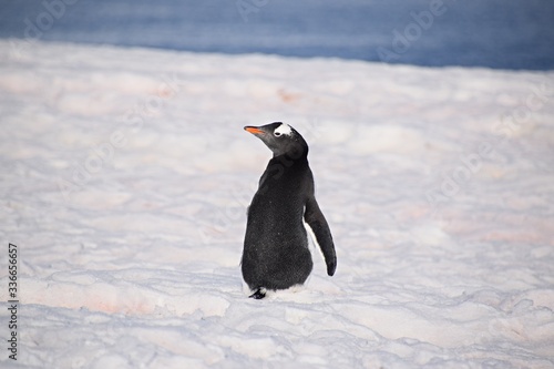  Gentoo Penguin   Petermann Island   Antarctica