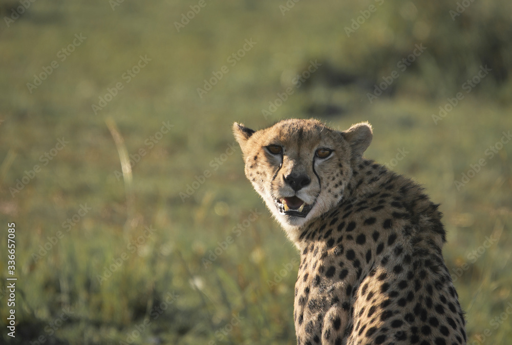 Guépard portrait Guépard portrait