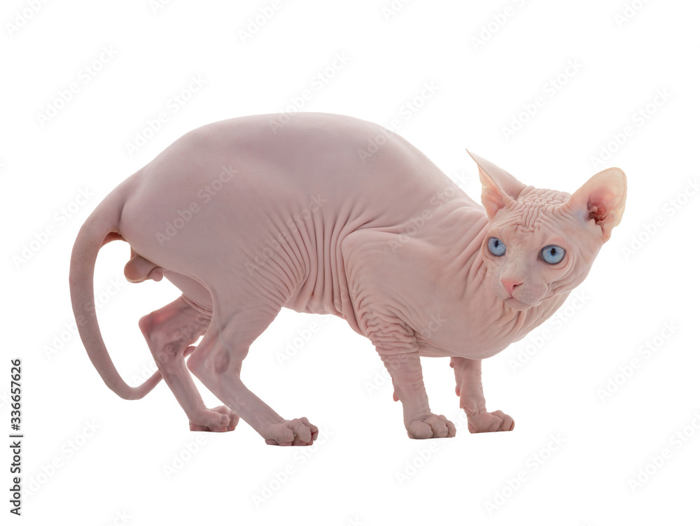 Fototapeta premium sfinks cat isolated on white background