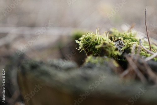 moss grows on a stump macro photography