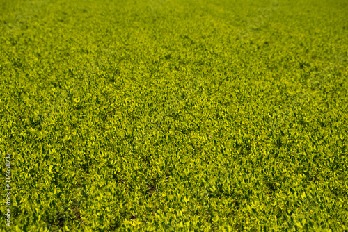 February 19, 2020 - Belianes-Preixana, Spain. A green field in the plains of Belianes-Preixana. photo