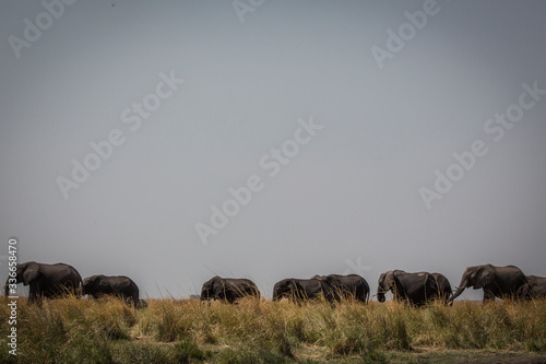 Elephants walking behind the tall grass
