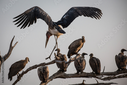 Vultures on a tree in Botswana
