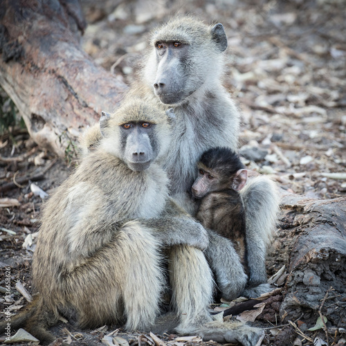 Family baboos in Botswana