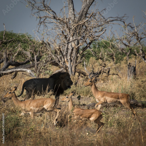 Lion hunting in Botswana's savanah