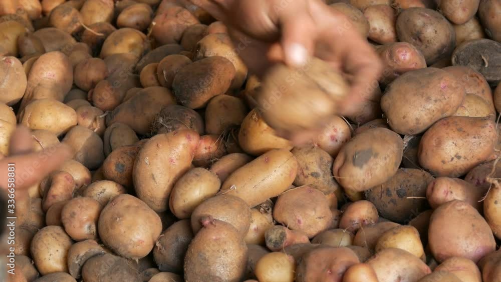 Farmer's strong hands sort out a good select big potato in the hangar. Harvest potatoes in the fall. Farmer's strong hands sort out a good select big potato in the hangar. Harvest potatoes in the fall.