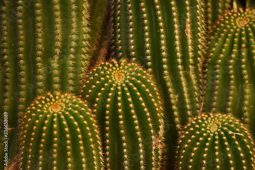 Green cactus with brown pricks