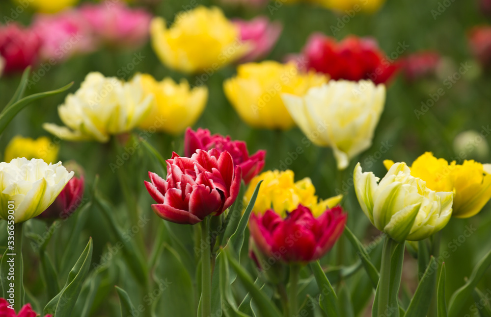 Tulips in Spring in Beijing Botanical Gardens