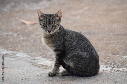 Cute grey cat from close