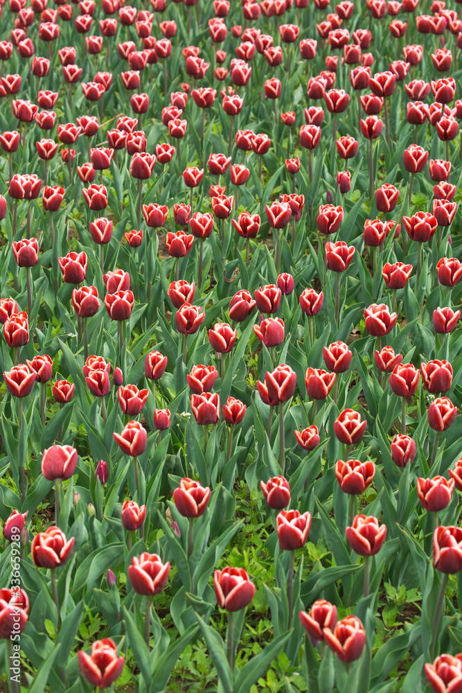 Tulips in Springtime at Beijing Botanical Gardens Tulips in Springtime at Beijing Botanical Gardens
