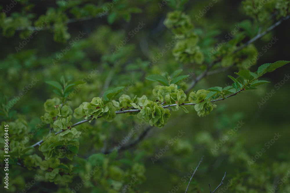 Fresh spring greens on a bush in the woods Fresh spring greens on a bush in the woods