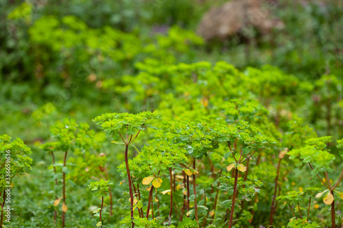 colorful plants under the rain in the forest