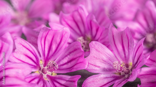 close up of purple flowers for backgrounds