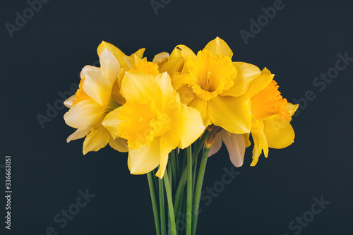 Yellow narcissus flowers on black background. Flowers composition. Flat lay, top view, copy space. Trendy background.