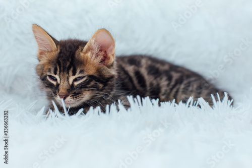 Little charcoal bengal kitty laying on the white background.