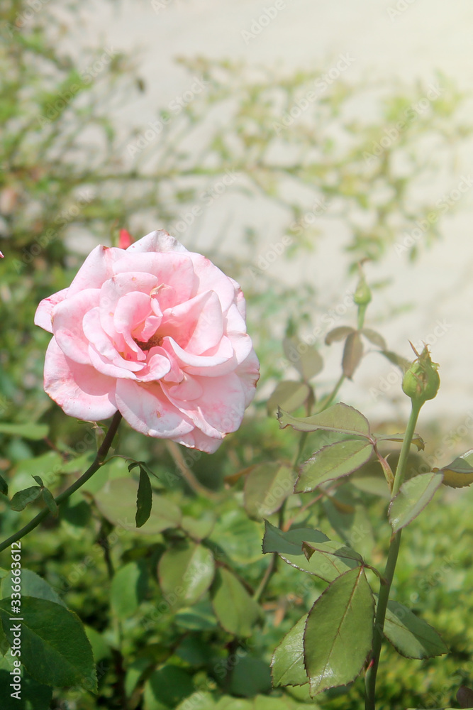 Pink rose flower close-up on nature background Pink rose flower close-up on nature background