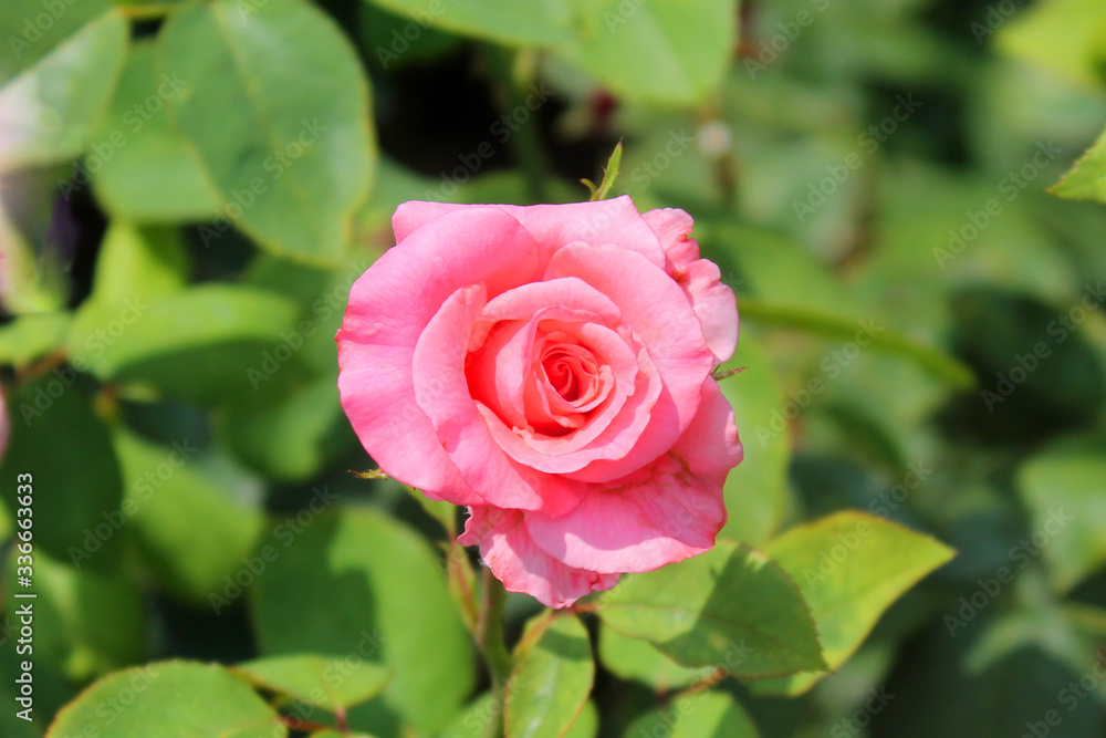 Pink rose flower close-up on nature background
Pink rose flower close-up on nature background