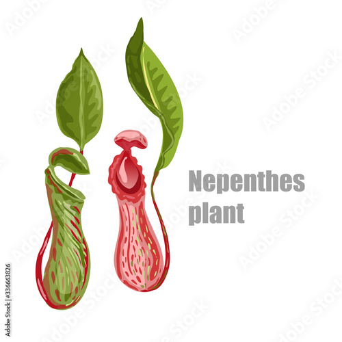 Tropical plant nepenthes photo