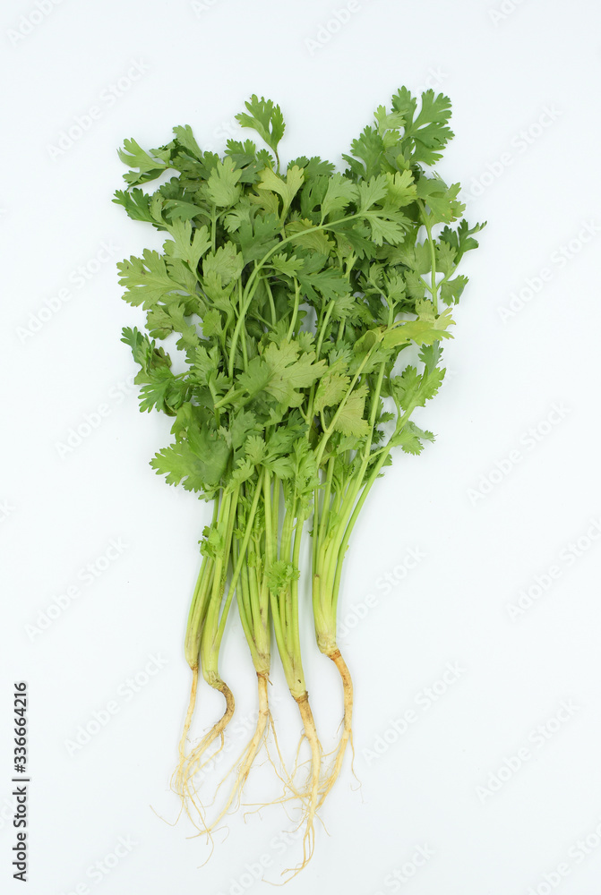 Coriander vegetable on white background Coriander vegetable on white background