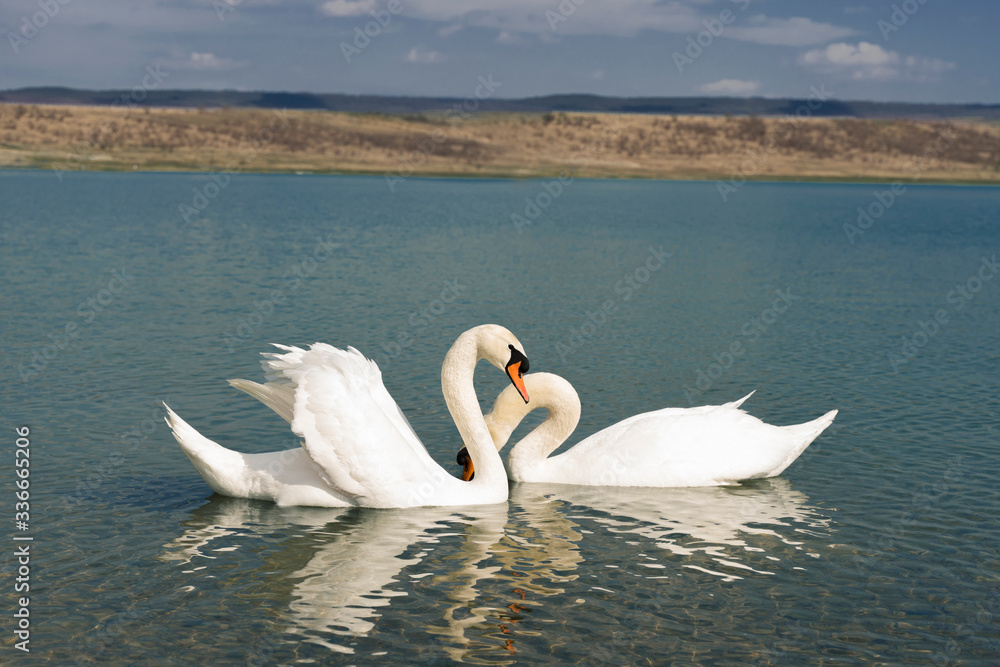 white swans on the pond are making love white swans on the pond are making love