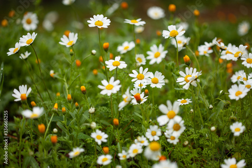 daisy macro spring flowers © bulentumut
