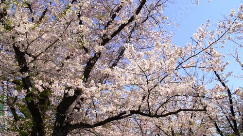 神奈川県川崎市麻生川の風で揺れる桜