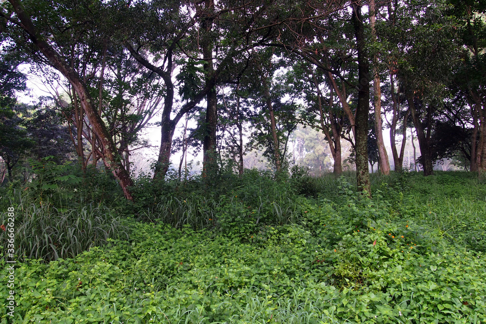 Fototapeta premium Landscape Tropical rainforest of the city.