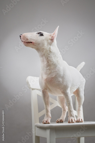 Bullterrier dog portrait in profile