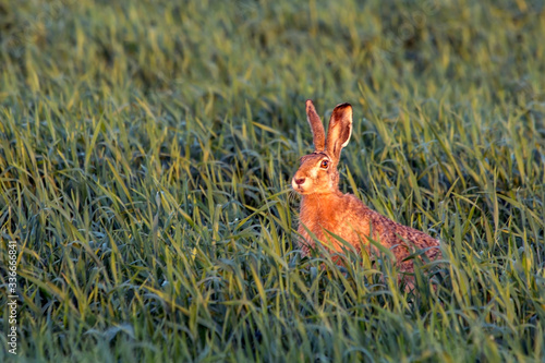 Hare sitting in the grass on the field. European hare (Lepus europaeus). photo