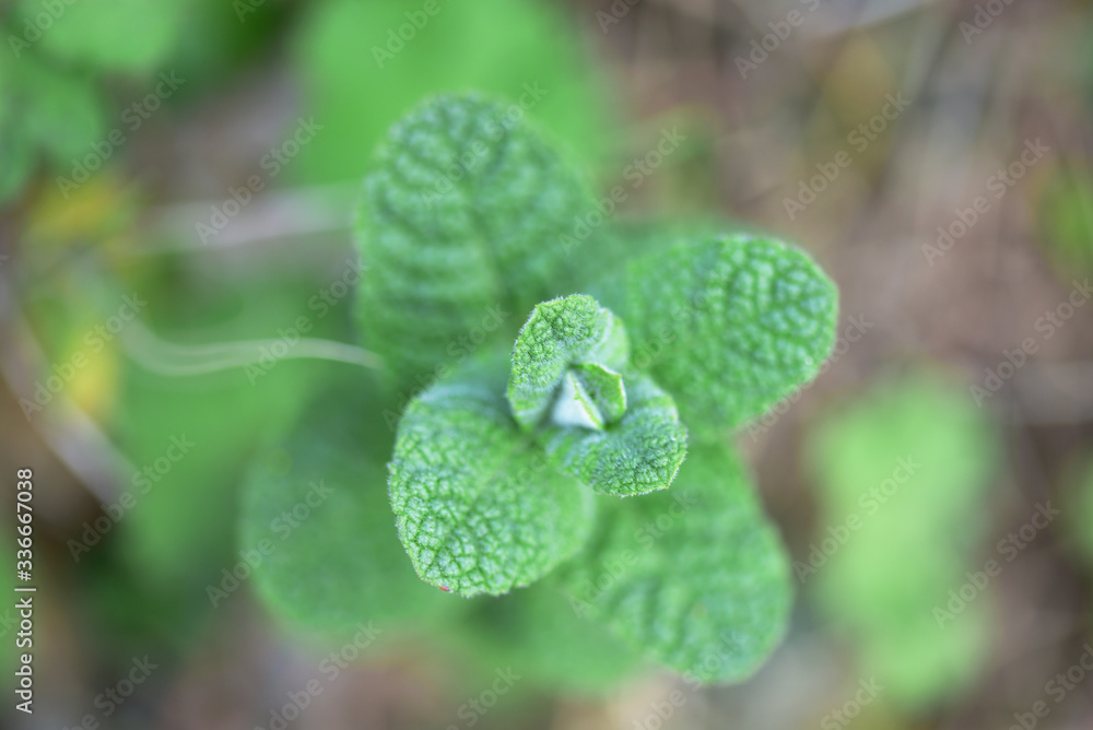 Top view of the fresh growing menthe plant. Top view of the fresh growing menthe plant.