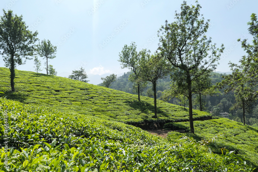 Green tea plantation. Green tea leaves near the mountains. Green tree on tea plantation.