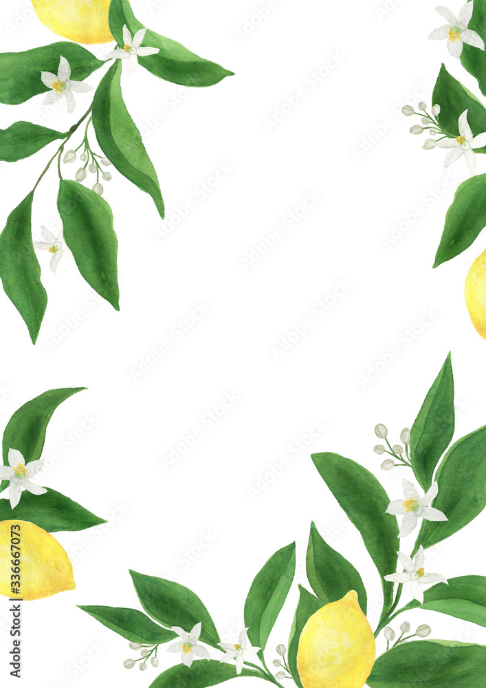 Watercolor painting a poster with citrus branches leaves flowers  lemon fruits. 