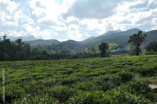 Green tea plantation. Green tea leaves near the mountains. Green tree on tea plantation.