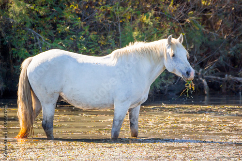 Two white horses in a beautiful sunny day in Camargue, France