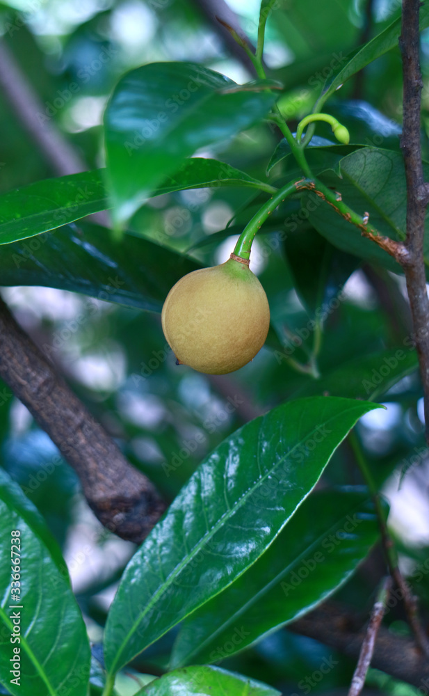 Nutmeg fruit or pala on tree in Indonesia. Nutmeg fruit or pala on tree in Indonesia.