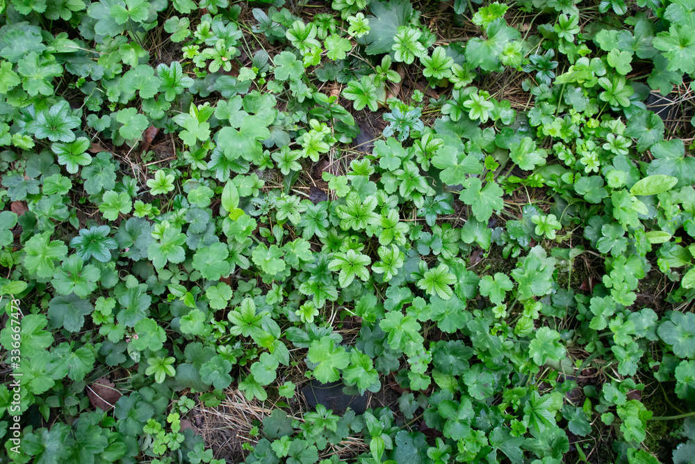 Cute green weeds on the ground