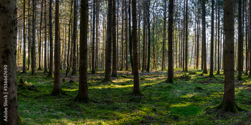 Panorama of green forest landscape in spring time and green moss, sun light shining through the woods Panorama of green forest landscape in spring time and green moss, sun light shining through the woods