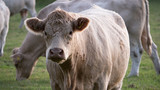 OLYMPUS DIGITAL CAMERA - Free time in England - Cow