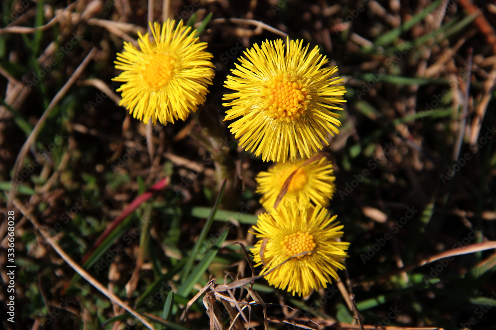 Сute yellow spring dandelions in the sun close-up. Coltsfoot. Early spring-flowering. Natural spring flowers macro background. Hd floral wallpapers for desktop. Сute yellow spring dandelions in the sun close-up. Coltsfoot. Early spring-flowering. Natural spring flowers macro background. Hd floral wallpapers for desktop.