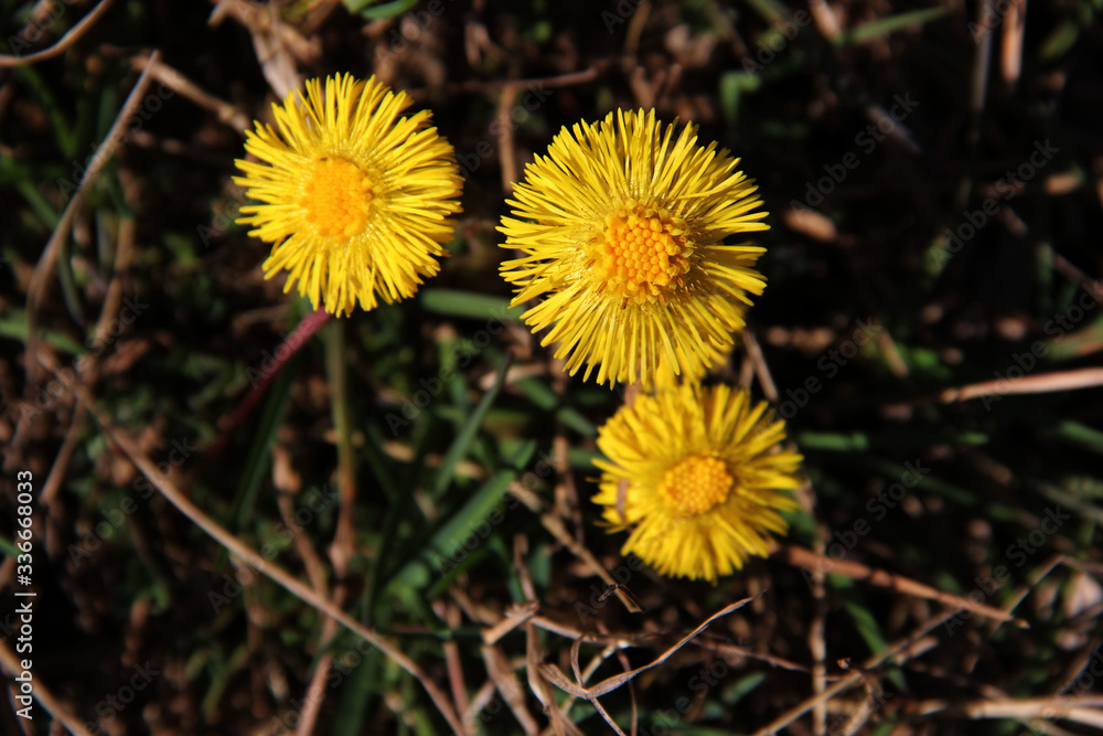 Сute yellow spring dandelions in the sun close-up. Coltsfoot. Early spring-flowering. Natural spring flowers macro background. Hd floral wallpapers for desktop. Сute yellow spring dandelions in the sun close-up. Coltsfoot. Early spring-flowering. Natural spring flowers macro background. Hd floral wallpapers for desktop.