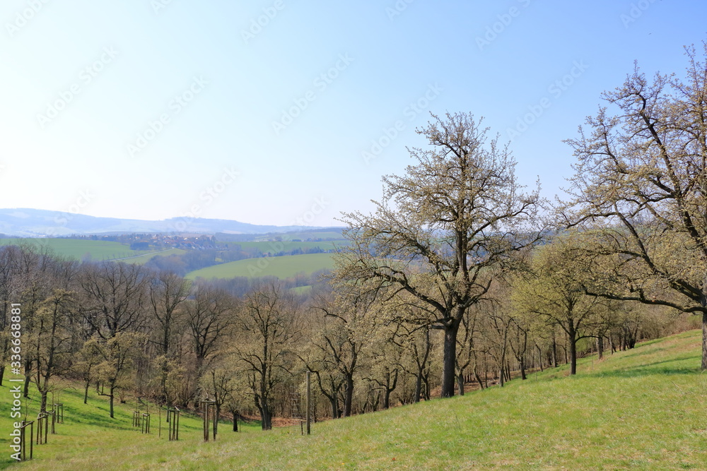 Scattered flowering wild pear trees on meadow, Burgstädtl, Kreischa, Dresden, Germany, Europe Scattered flowering wild pear trees on meadow, Burgstädtl, Kreischa, Dresden, Germany, Europe