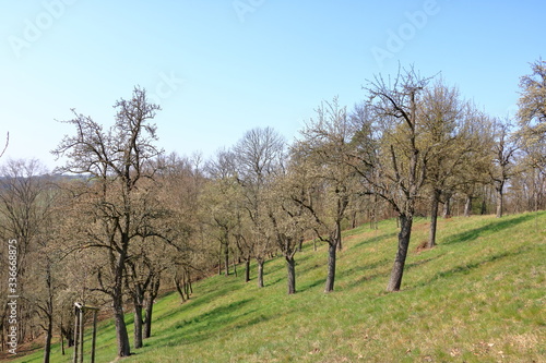 Scattered flowering wild pear trees on meadow, Burgstädtl, Kreischa, Dresden, Germany, Europe