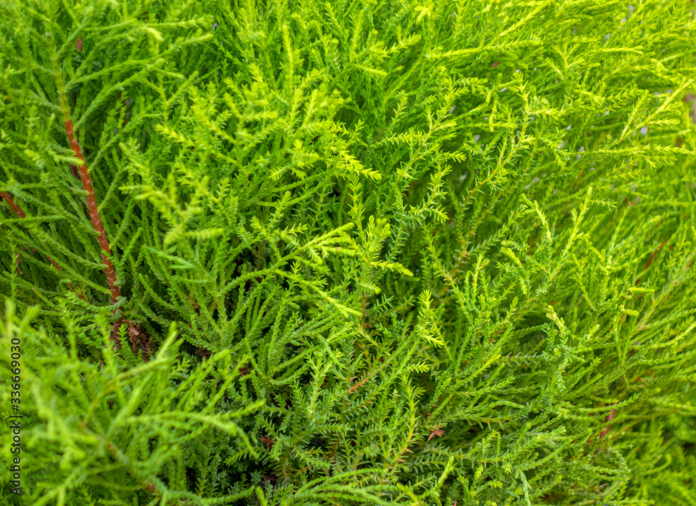 Fototapeta premium green vegetation background