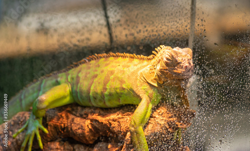 close-up of captive chameleon in its terrarium