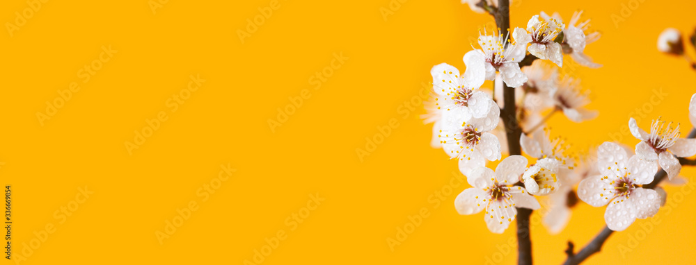 Banner with delicate spring flowering branches close-up on the orange background. Natural beauty of details. The concept of spring, femininity, sensuality.