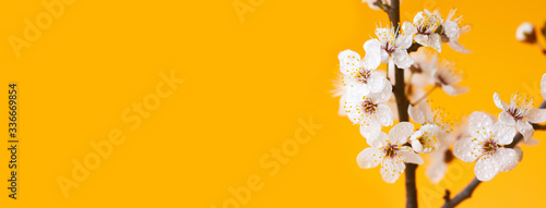 Banner with delicate spring flowering branches close-up on the orange background. Natural beauty of details. The concept of spring, femininity, sensuality. © elena_fedorina
