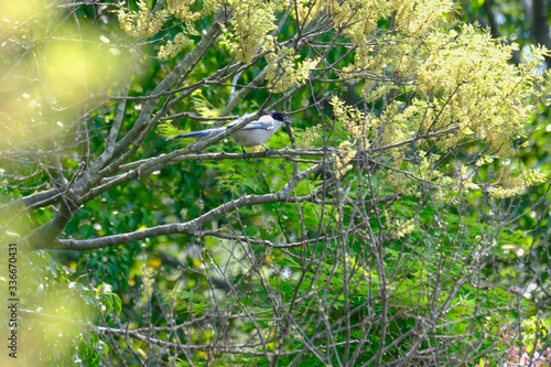 azure winged magpie on branch
