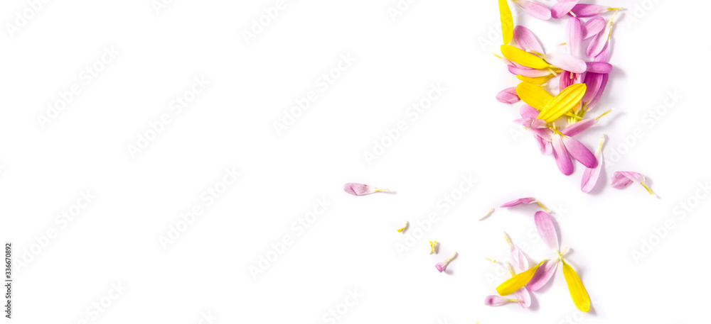 Purple and yellow chrysanthemum petals isolated on white background. Panorama view