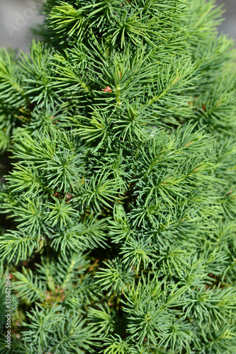 Dwarf Alberta spruce
